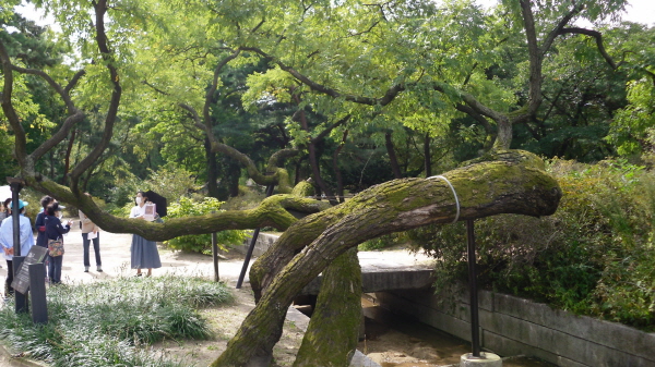 ���ι� �� ȸȭ����